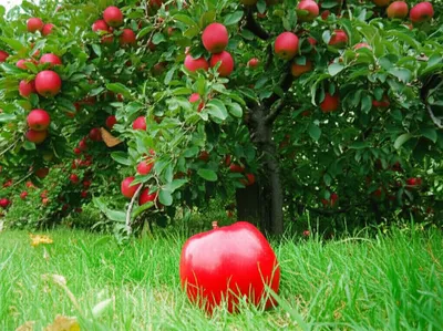 Illustration fallen - Image 1