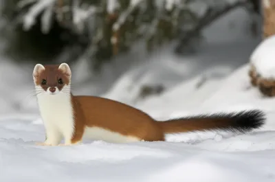 Illustration stoat - Image 1