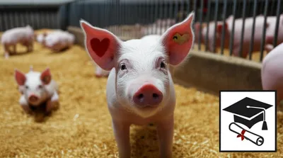 Illustration earmark - Image 1