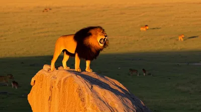 Illustration territories - Image 1