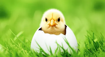 Illustration hatched - Image 1