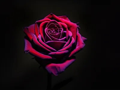 Illustration dim - Image 1