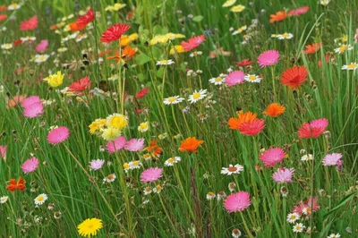 Illustration wildflowers - Image 1