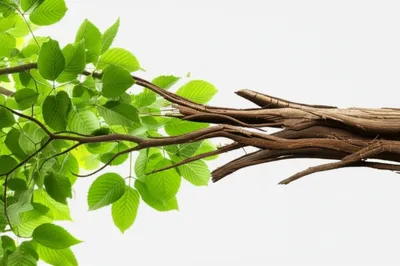 Illustration metamorphosis - Image 1