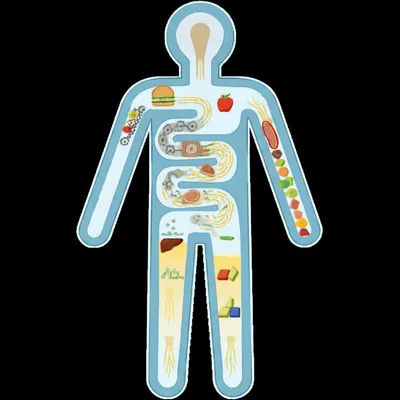 Illustration digestion - Image 1