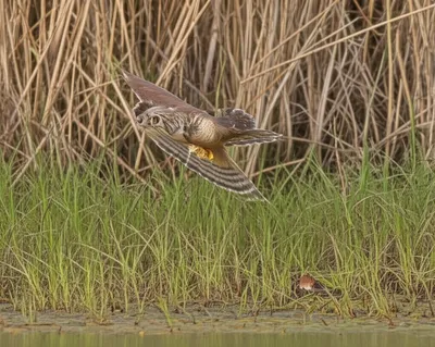 Illustration harriers - Image 1