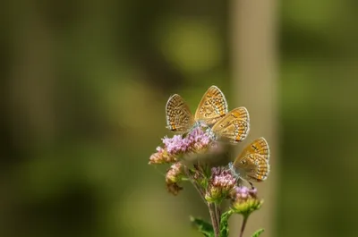 Illustration brownie - Image 1