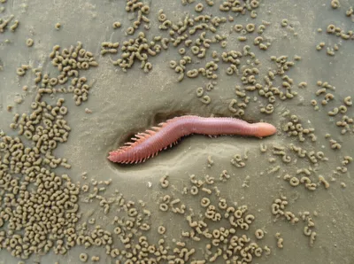 Illustration lugworm - Image 1