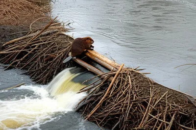 Illustration damming