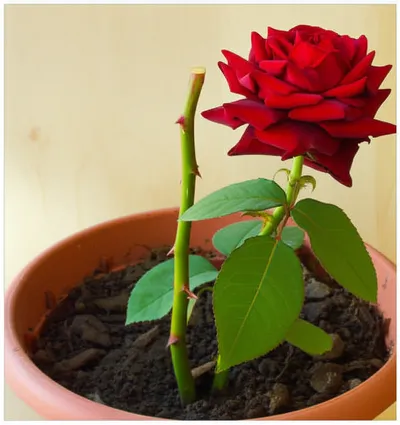 Illustration cutback - Image 1