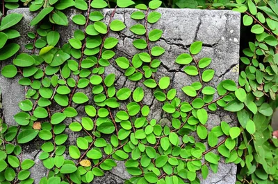 Illustration adders - Image 1