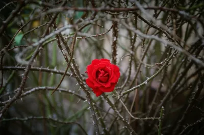 Illustration beast - Image 1