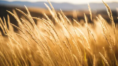 Illustration dropseed - Image 1