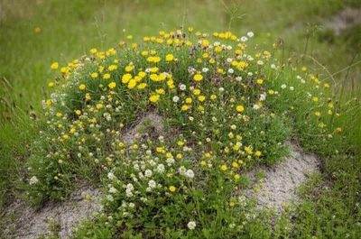 Illustration hill - Image 1