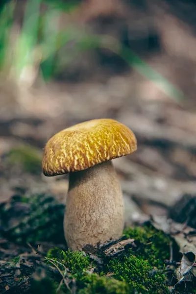 Illustration ceps - Image 2