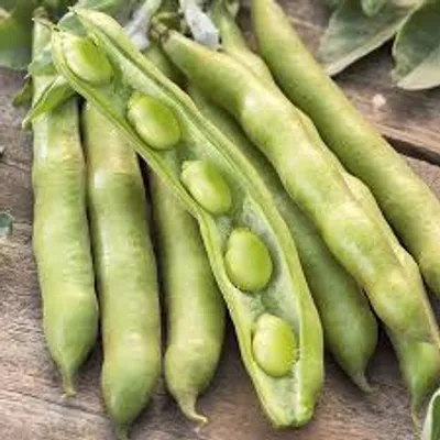 Illustration bean - Image 3