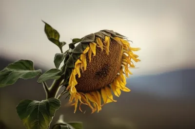 Illustration drawling - Image 1