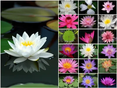 Illustration nymphaea - Image 1