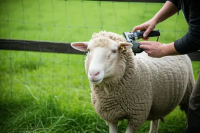 Illustration polled - Image 1