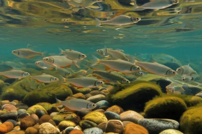 Illustration dace - Image 1