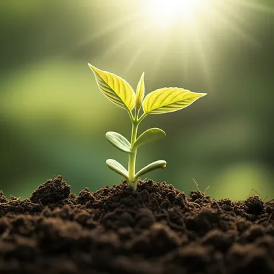 Illustration promise - Image 1