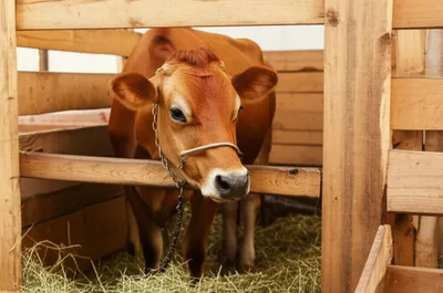 Illustration bail - Image 1