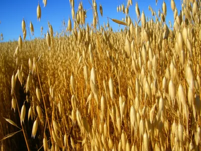 Illustration oats - Image 1