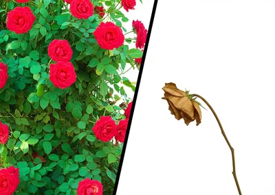 Illustration wither - Image 1