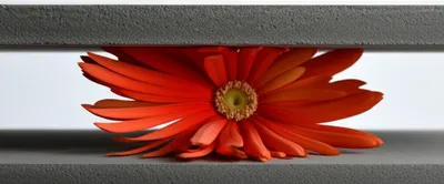 Illustration squashed - Image 1