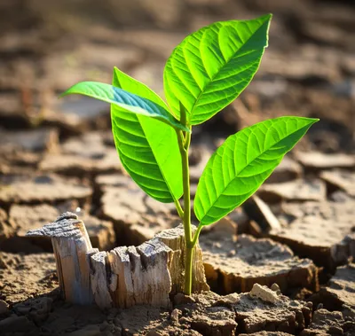 Illustration supplant