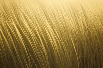 Illustration waving - Image 1