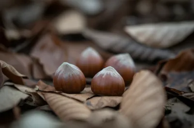 Illustration beechnuts