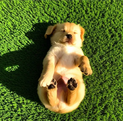 Illustration contentedly