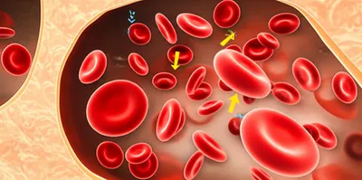 Illustration erythrogenic - Image 1