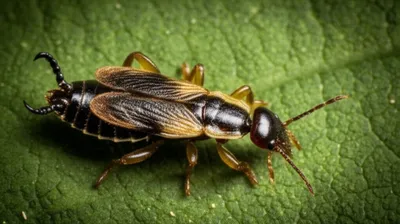 Illustration earwigs - Image 1