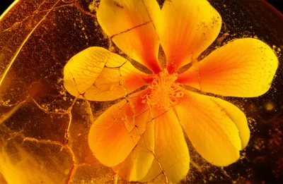 Illustration fossilize - Image 1