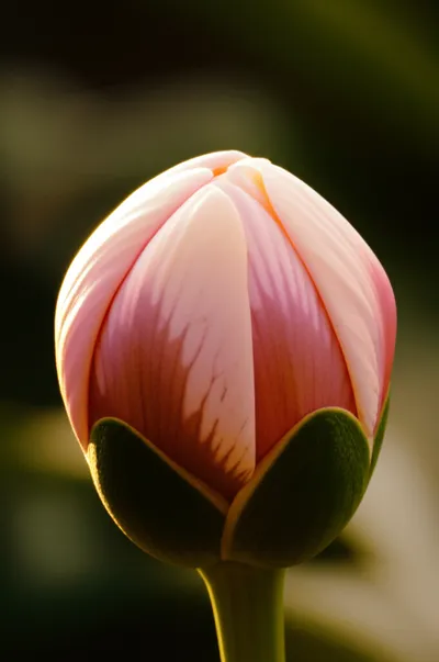 Illustration sensitizes - Image 1