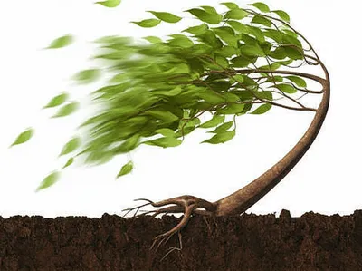 Illustration yielded - Image 1