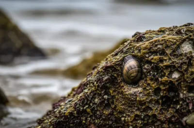 Illustration limpet - Image 1