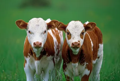 Illustration calves - Image 1