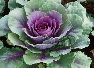 Hình ảnh minh họa lettuce