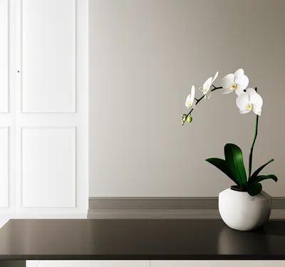 Illustration tasteful