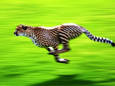 Illustration accelerated - Image 1