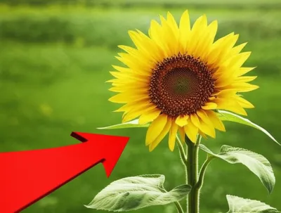 Illustration facing - Image 1