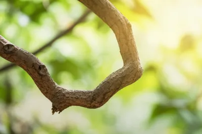 Illustration limbered - Image 1