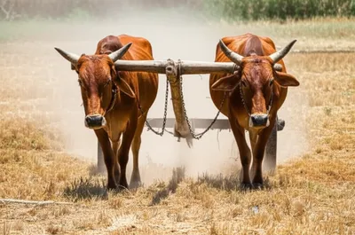 Illustration tongs - Image 1