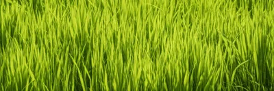 Illustration rye - Image 1