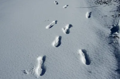 Hình ảnh minh họa follows - Ảnh 1