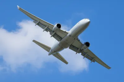 Illustration bird - Image 1