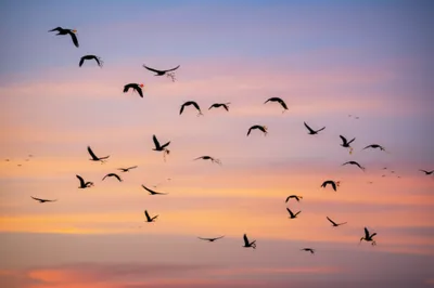 Illustration carrying - Image 1